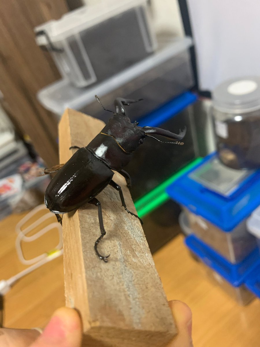 カブトムシ クワガタ ぶりーと World Beetle Twitter