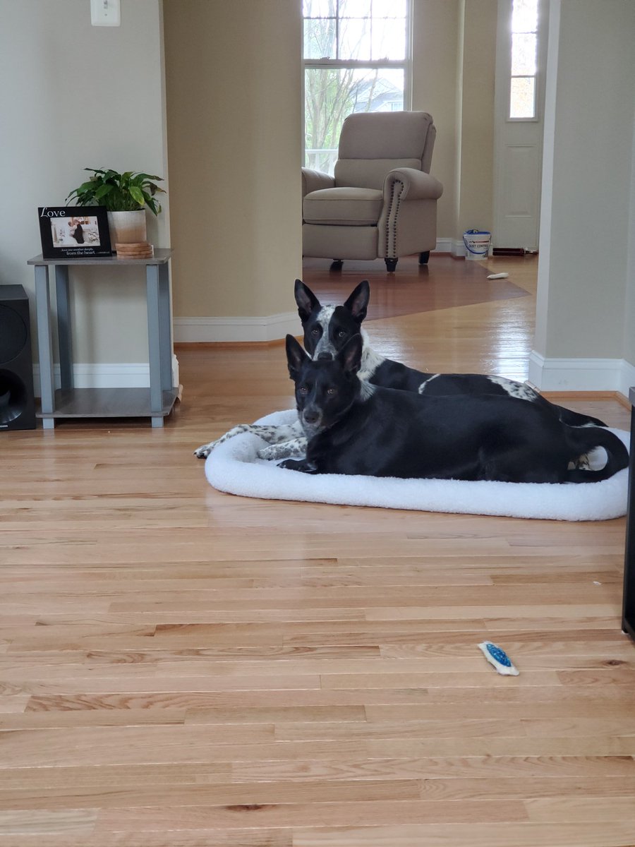 bwaterfall1's tweet photo. We think they're missing the carpet... #doglove #sisters https://t.co/G4UFt6WyJm