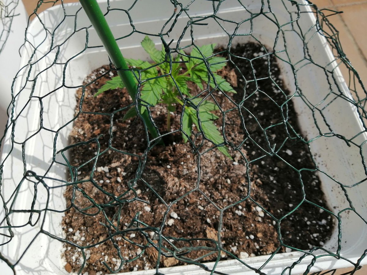 Empordaweed's tweet photo. Como agradecen el solecito!😜
Poquito a poco avanzamos... 💪
Autos de @Fast_Buds. 💚💚💚
#SixShooter #CreamCookies #WestCoastOG https://t.co/Yax34S26xS