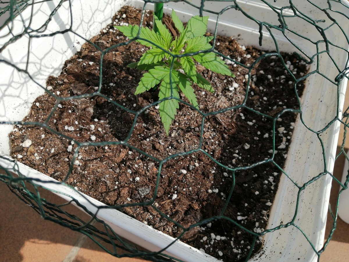 Empordaweed's tweet photo. Como agradecen el solecito!😜
Poquito a poco avanzamos... 💪
Autos de @Fast_Buds. 💚💚💚
#SixShooter #CreamCookies #WestCoastOG https://t.co/Yax34S26xS