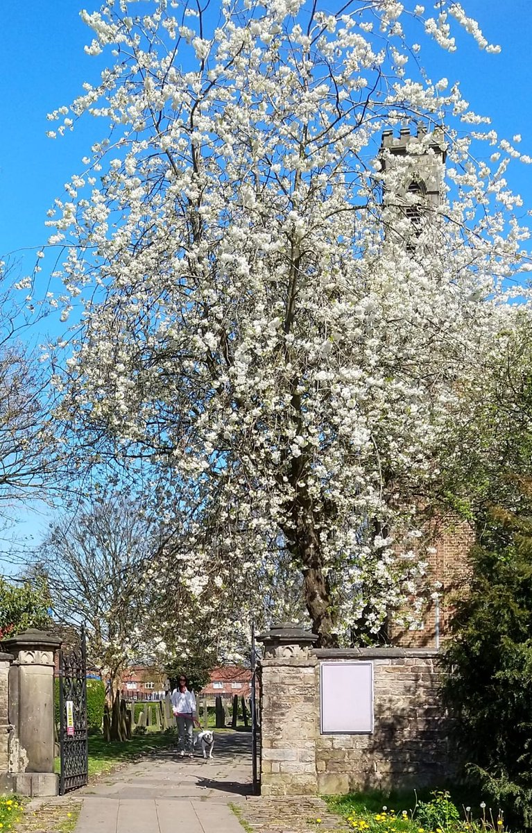 PaulaMHu's tweet photo. Blossom trees are my absolute favourite too @DrAmirKhanGP  Me and my girl Missy enjoying  our daily walk 💮🌸🐾 https://t.co/Zaak7MBMIW