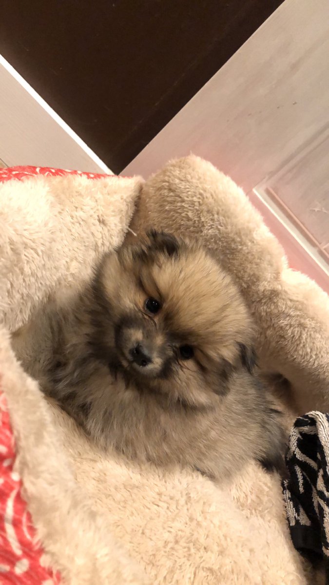 me2areu's tweet photo. @JeffreeStar we got a new addition to the briley family her name is coco #pomeranianpalace https://t.co/oyht6GzBYT