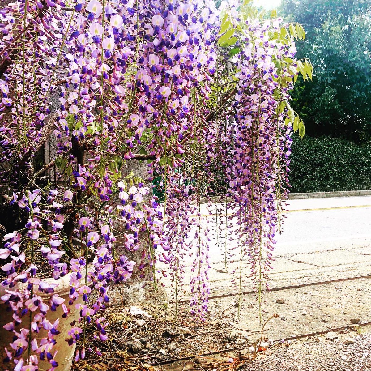 ありのみトニー 梨 にんじん 藤の花 ありのみ オーガニック 梨農家 有機栽培 減農薬 自然栽培 脱サラ農業 農業女子 農業男子 農家に嫁ぐ 家庭菜園 畑 メディバンペイント イラスト イラスト日記 イラストグラム イラスト 練習中