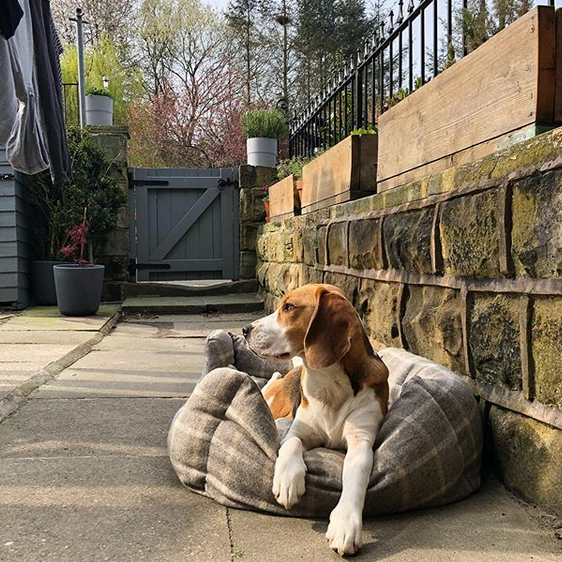 MuttsAndHounds's tweet photo. Dreaming of sunnier days in the garden... 🌞
📷: @darwinleeds https://t.co/V3jwT0ia8x