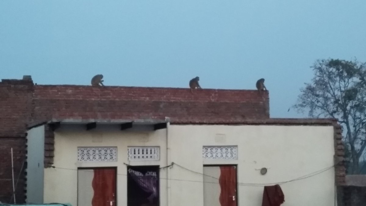 pawan_PS1925's tweet photo. Social distancing followed by Monkeys on my home's terrace in Reotipur, Ghazipur, Uttar Pradesh. Even monkeys 🐒 know how to follow social distancing. We should learn from them. Follow Social Distancing.  #COVID19 @PMOIndia @ndtv @indiatvnews @aajtak https://t.co/U9pdLXtrQW