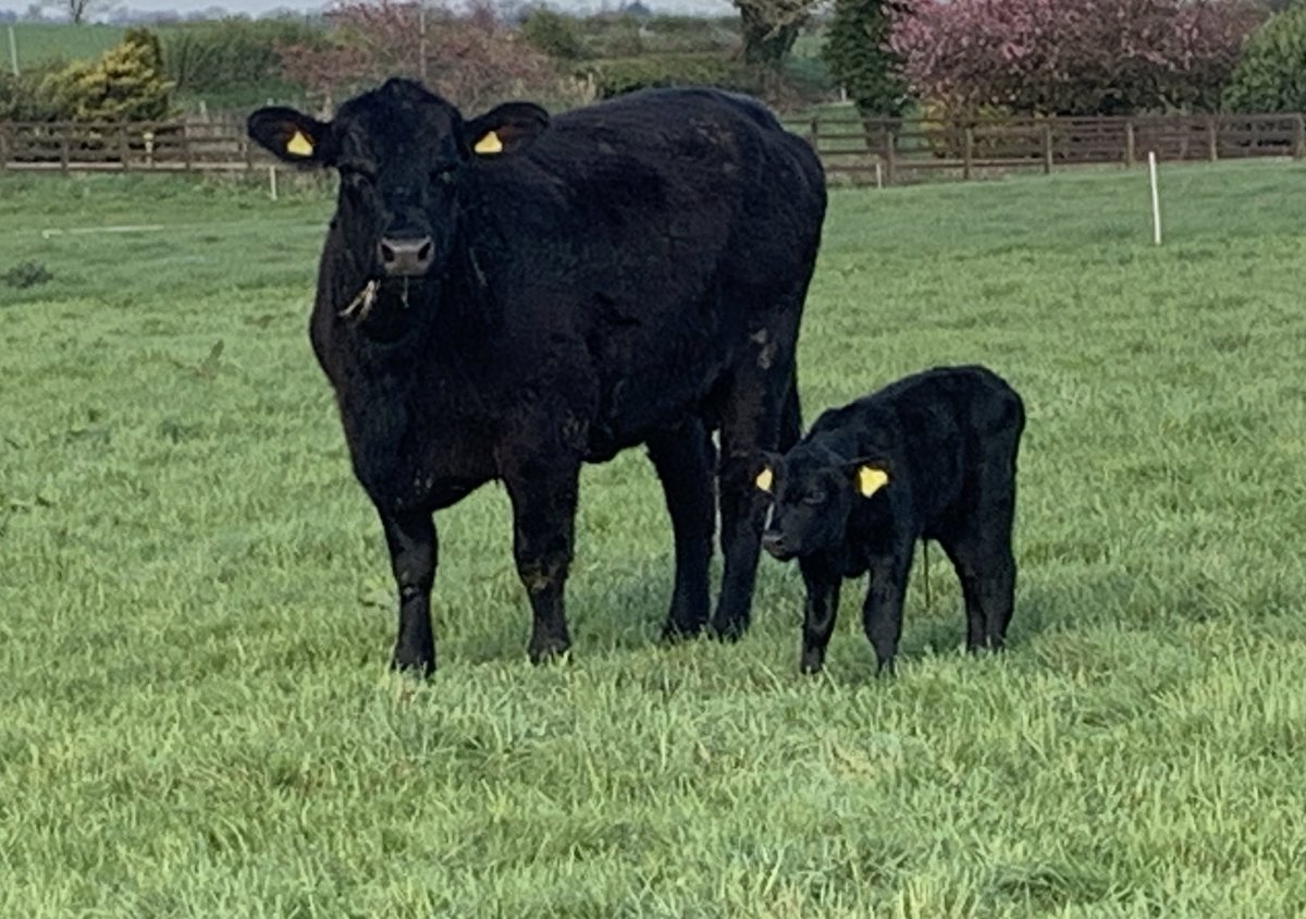 cogentbreeding's tweet photo. A smart bull calf #SiredByCogent Weeton PANTHER born this morning unassisted @ Drumcorn Angus.
Panther carries an exceptional set of EBV’s and ranks in the Top 1% of the breed for 200, 400 and 600 day growth, terminal and self-replacing indexes.
#BeProfitableBeCogent https://t.co/XZj5npJnkQ