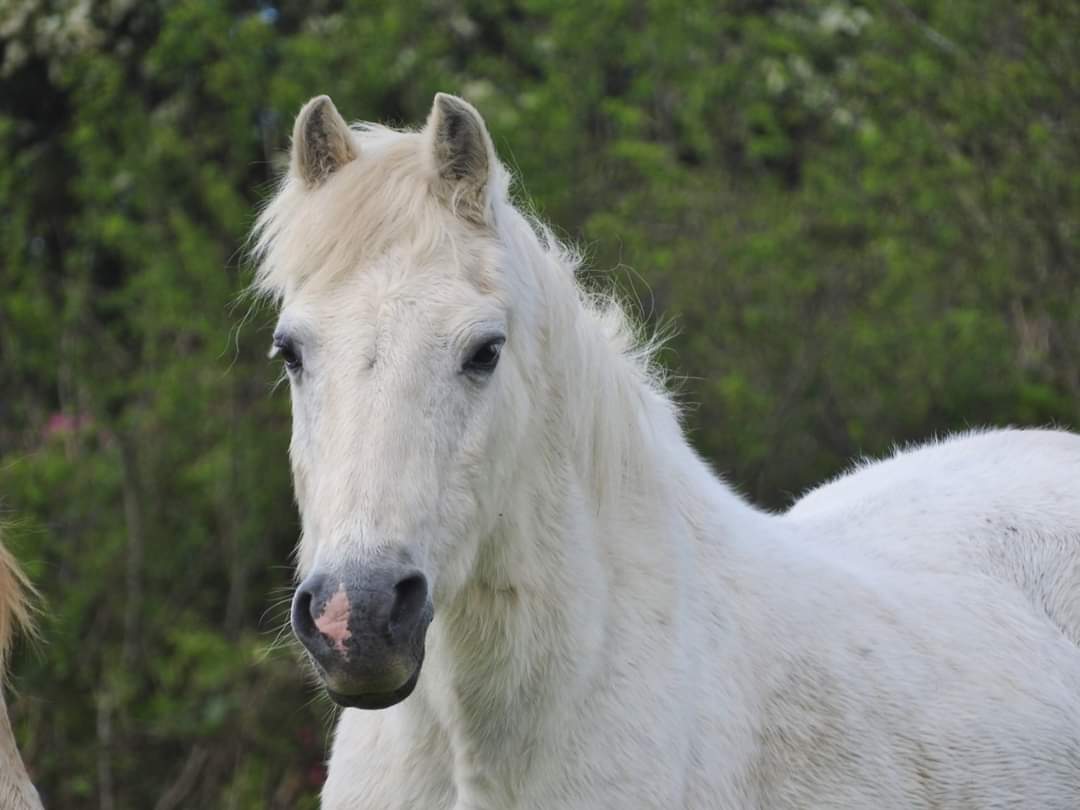 We said goodnight to Peter, part of our family for 25 years, on Easter Monday. A special little chap who has left an enormous hole at Flicka and in our hearts. 
God bless you Peter and keep you safe, always xxxxx
