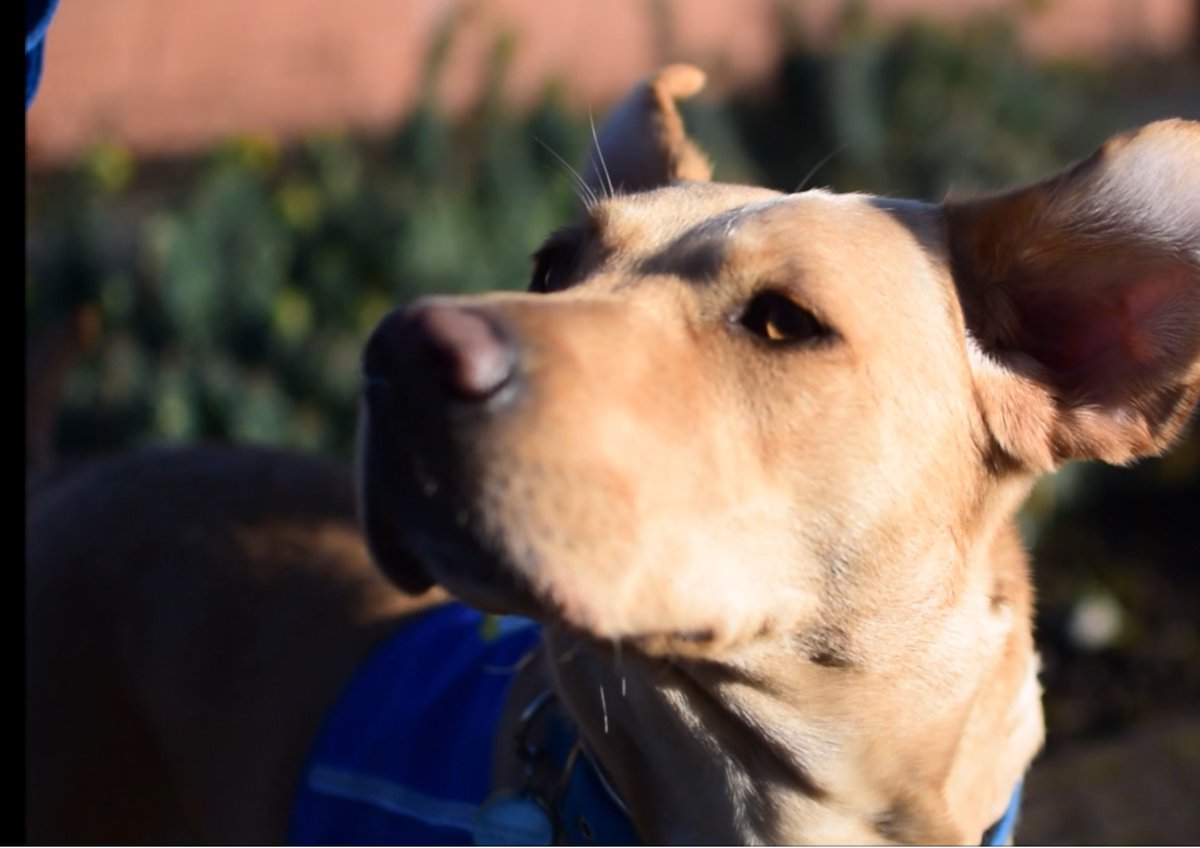 supportdogsuk's tweet photo. Whether they are fluffy, pointy, velvety or out of control- enter your dog and their wonderful ears into #virtualdogshow 'best ears' category! https://t.co/7kzmqPILZr #dogsoftwitter #dogsdogsdogs #windyears #charity #virtualfundraising #supportdogsvirtualdogshow https://t.co/rYbgRB30vP
