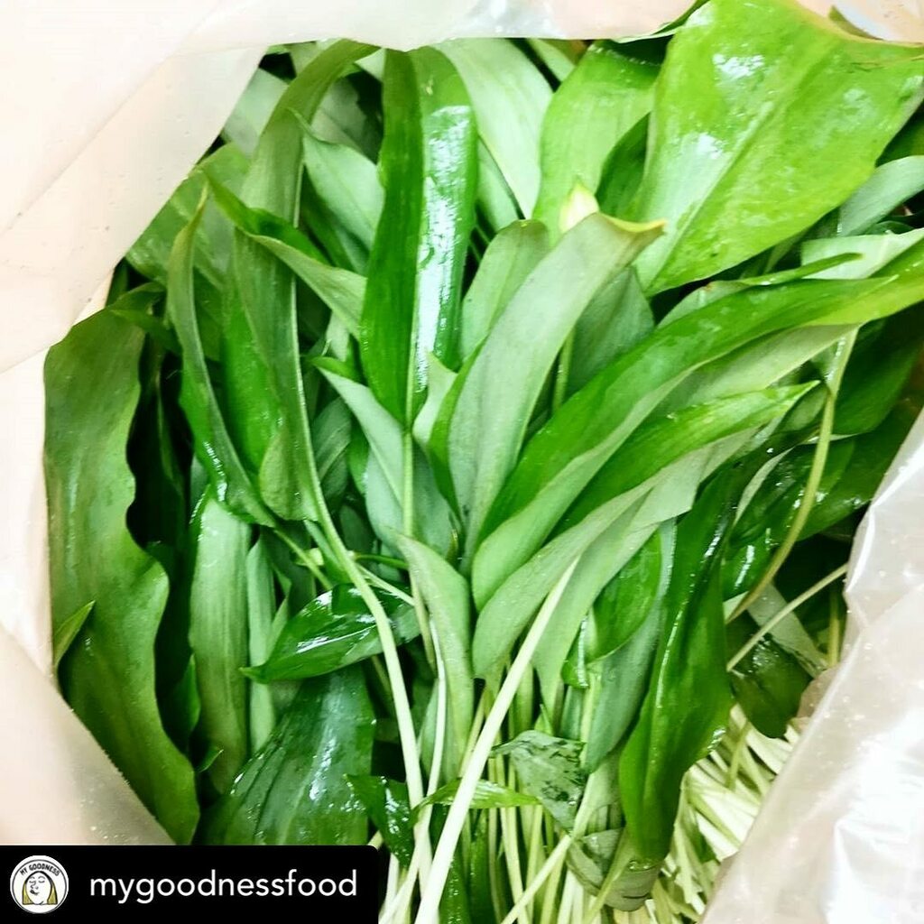 CorkCityMarket's tweet photo. Wild garlic by the sackload @mygoodnessfood @englishmarketcork Posted @withregram • @mygoodnessfood Holy s***t 🤯that's a lot of wild garlic! Fresh in this morning from The Caroline Robinson's Farm, we have a ton of wild garlic that wants to be taken home by you. This herb ma… https://t.co/RfiRLpkjV7