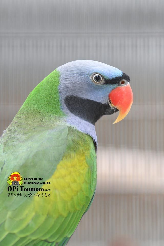 OPi.Toumoto📷🐦 tweet media