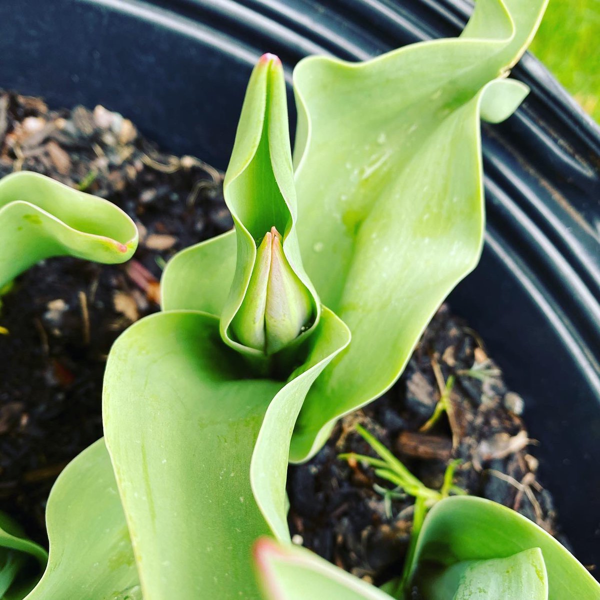 mmedare's tweet photo. In November, we planted Liberation75 tulips in honour of Canadians who served in WWII. They’re almost ready to bloom! #PlantingLib75 #liberation75tulip @SD41marlborough https://t.co/DnOFUHIRto
