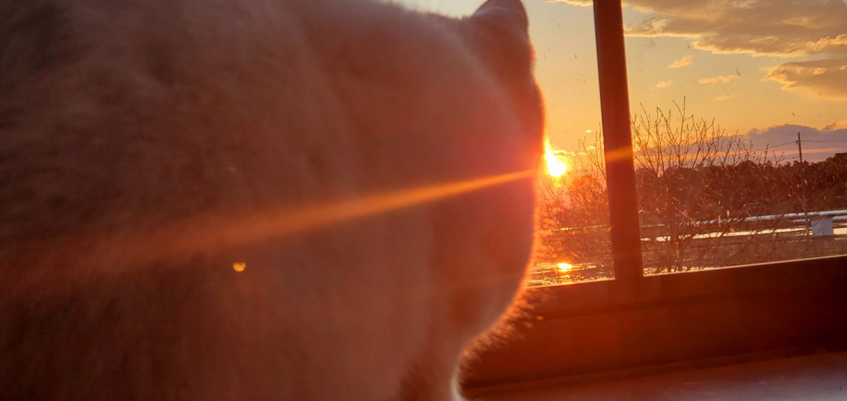 FulLmoNty_n's tweet image. もふ夕焼け
#identitymemory 
#ファインダー越しの私の世界 #photography #キリトリセカイ #sunset