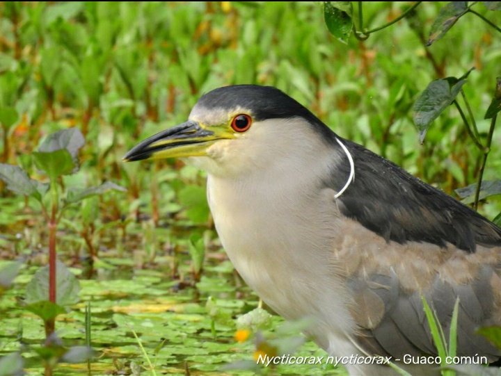 Dmonvel's tweet photo. Te compartimos algunas de las especies avistadas en esta época de cuarentena, en áreas naturales de Medellín.
#QuédateEnCasa disfruta de su belleza y regálales espacios de tranquilidad. https://t.co/oP0lZ6Z3vp