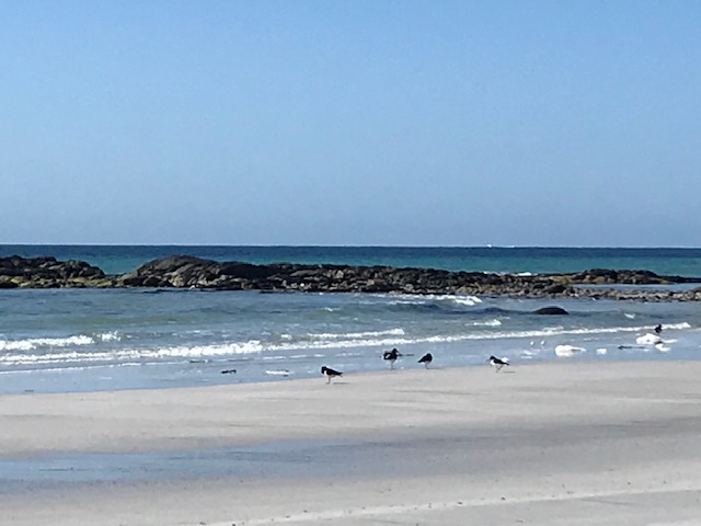 Lovely day here in South Uist, only oyster catchers and waders birds for company #uist #ardivachair <a href="/VisitHebrides/">VisitHebrides</a> <a href="/OuterHebs/">Visit Outer Hebrides</a> <a href="/ScotWildlife/">Scottish Wildlife Trust</a> <a href="/isleofsouthuist/">Isle of South Uist</a>