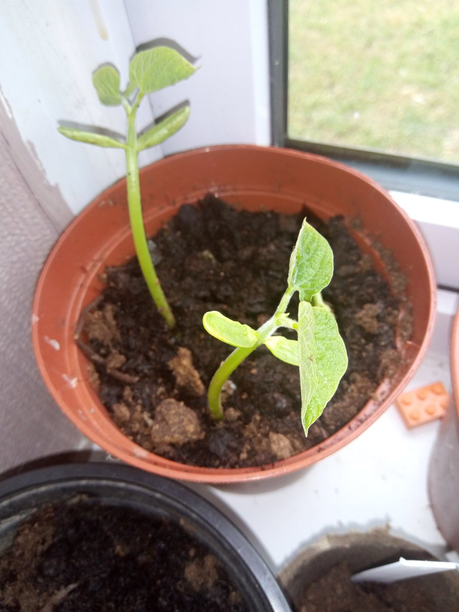 The vegetables and flowers are on the ⬆️ #growyourown #growingveg #growingflowers #familytime #thingstodo #lockdown @WMount @HighBankJIN_Y3 @HighBankJIN_Y5 @HighBankJIN_Y6 @HighBankSchool