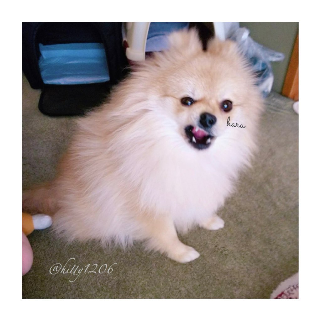 hitty1206's tweet photo. はるぴこ🐕❤️
ついにはるも
YouTubeでびゅーしたらしい笑
↓↓↓
https://t.co/1MXmnThRbU
↑↑↑
ぜひ見てあげてください🙇‍♀️
チャンネル登録もぜひぜひ🙏💋
もうすぐうちの子記念日❤️
人間みたいな表情🤣笑
#プリケツ🍑 #実家のわんこ
#YouTube #デビュー #はる
#ポメラニアン #ポメ
#pomeranian #dog https://t.co/TUFMMgrc4W