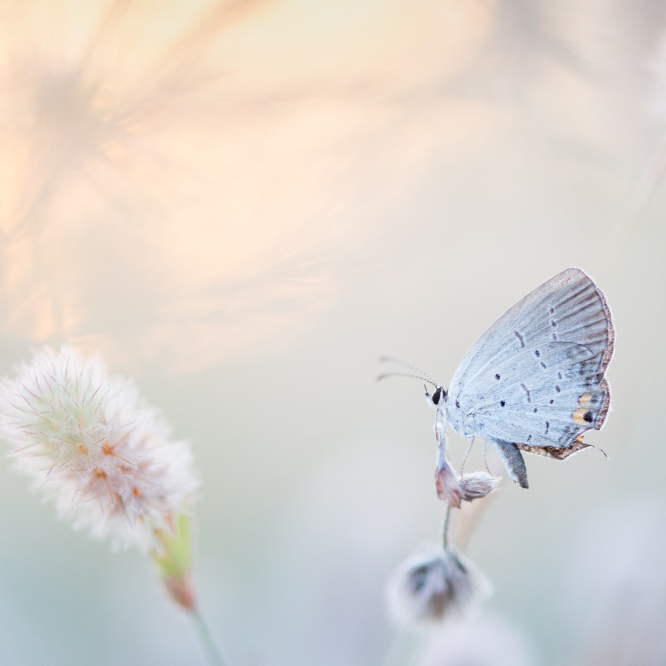 We can help save butterflies with our climate efforts. 
It’s nice for us to think about butterflies as we apply our daily serum. 😁😁⁠

📸@rayhennessy_wildlife⁠ #serums #experts #healthyglow #layering #cleanbeauty #skincare #美容 #化妝 #保濕 #美白 #elixseri #puretechbeauty