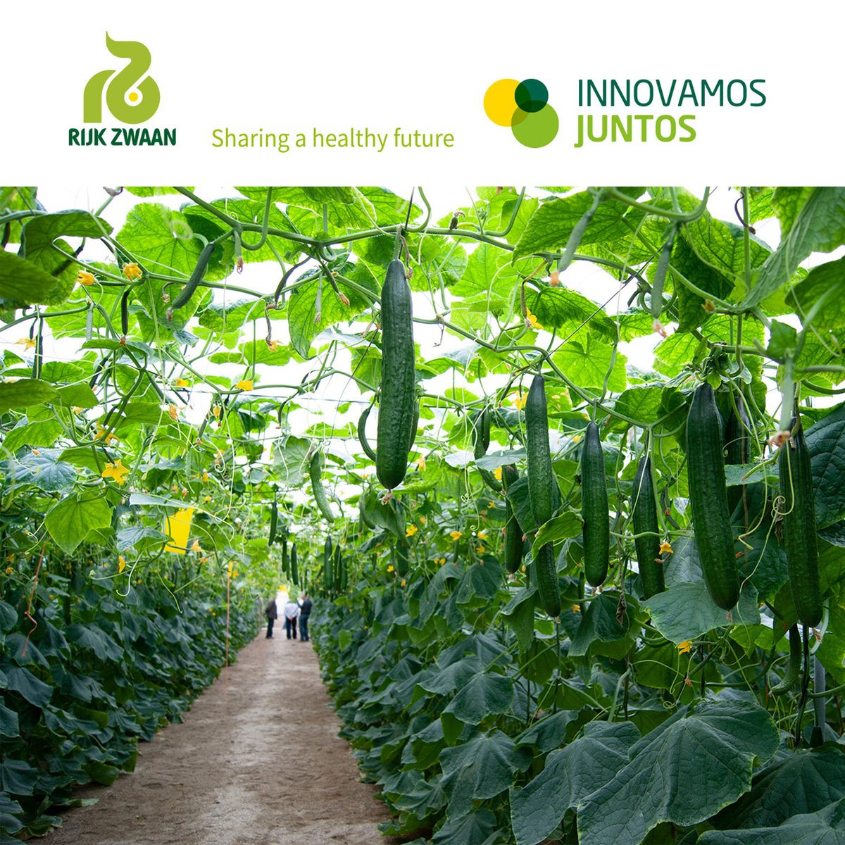 En <a href="/rijkzwaanES/">Rijk Zwaan ES</a> trabajamos junto a nuestros clientes y colaboradores para obtener los mejores resultados y realizar el seguimiento de sus cultivos. ¡Ahora síguenos aquí e infórmate de todas las novedades de una manera muy fácil y directa!