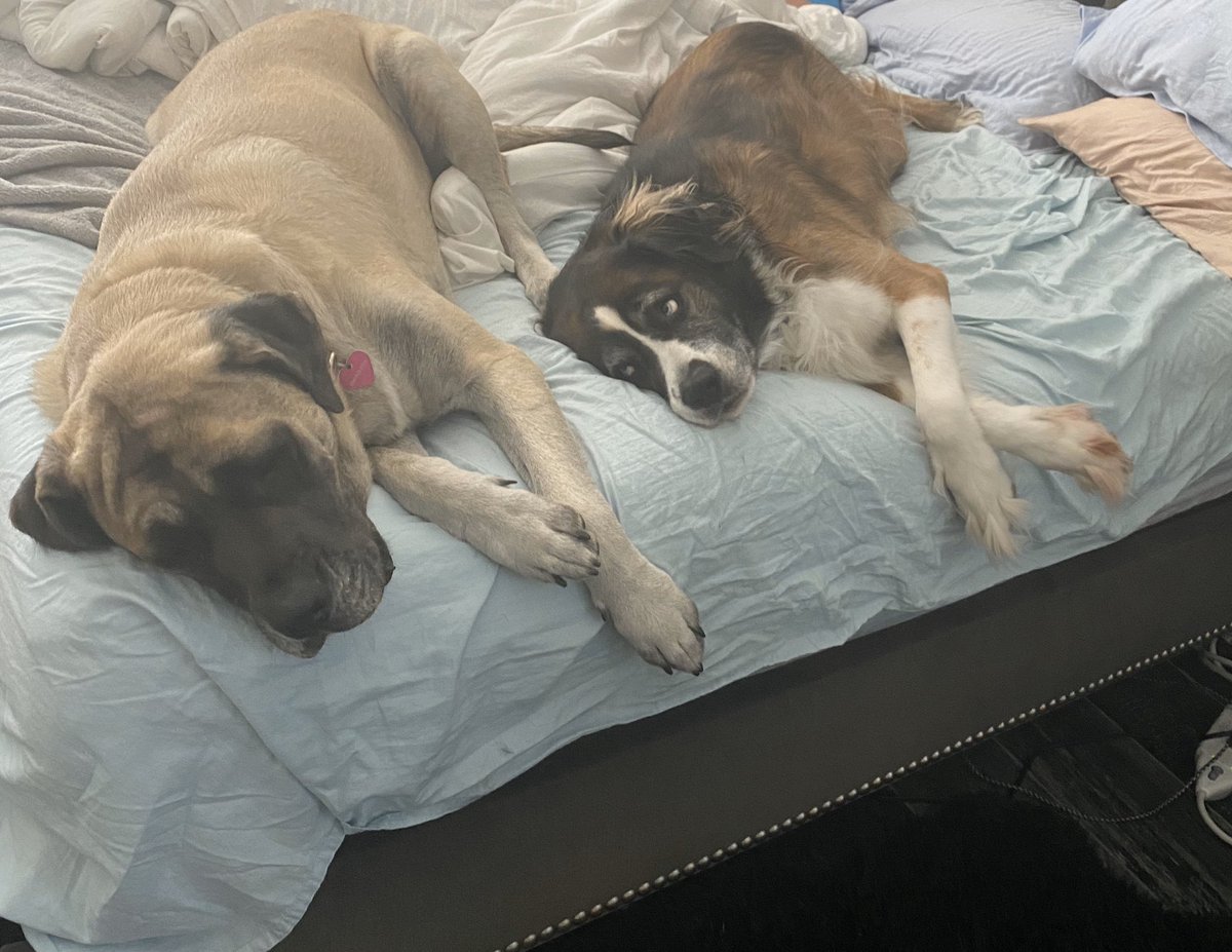 KimGreenKerr's tweet photo. The pups are just relaxin’. https://t.co/cCBu63g1Nm
