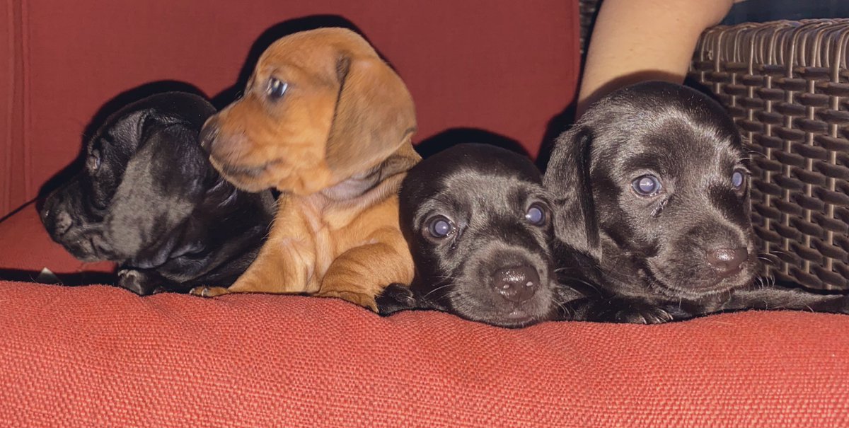 _brianaaav's tweet photo. Babiesss! https://t.co/UQjrcY0TsB