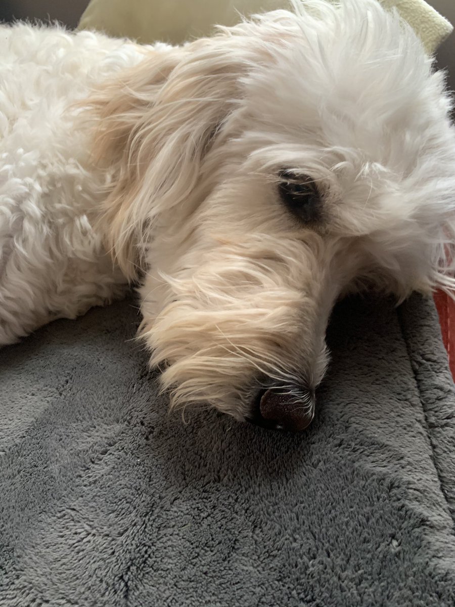 Maria Sugarmann tweet media