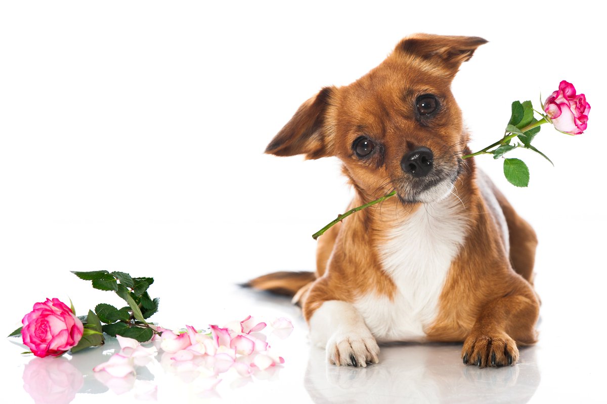 Happy Spa Dogs tweet media