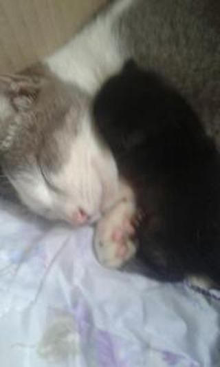 MissWrongWay1's tweet photo. Toyol ,si hitam dalam kenangan,, tak sempat nak membesar sekali dengan bella and billy 😔😔...my little sister yang gelar dia macam tu 🤣🤣...nie dalam sejarah my cat yang berbulu hitam tapi sedih 🙁 https://t.co/2wHfWms9m1