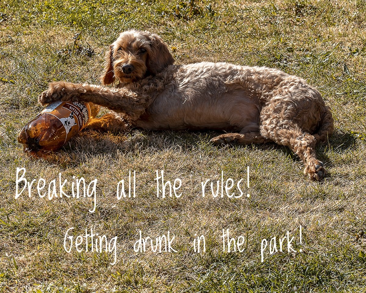 ChunAlan's tweet photo. Little reprobate 😂😂😂 #drinkinginthepark #gettingdrunk #breakingalltherules #lockdownUK #cockapoo #dogsofinstagram #doodle #doodlesofinstagram #bittershandy #sonyalphaA7iii #photography #sony85mmf18fe https://t.co/RjY02LcVk7