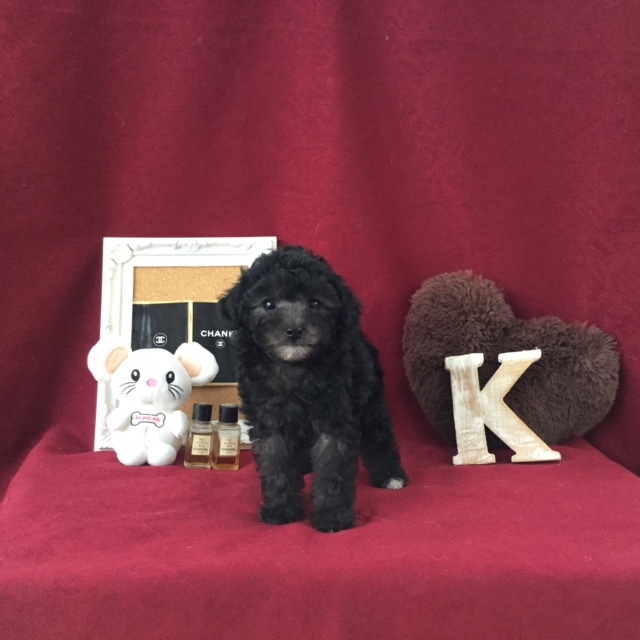 Kawanmura商会 A Twitter トイプードル トイプードル 年2月25日生まれ 女の子 メス 毛色 成犬時 シルバー 成犬時 T Co Mrtc8u6pwu