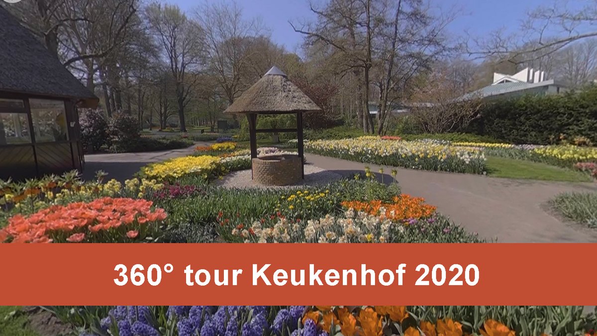 visitkeukenhof's tweet photo. Bekijk nu onze 360° tour door Keukenhof!
https://t.co/DtypvRRLzr
Credits: VR Gorilla https://t.co/K0x9xEbY3I