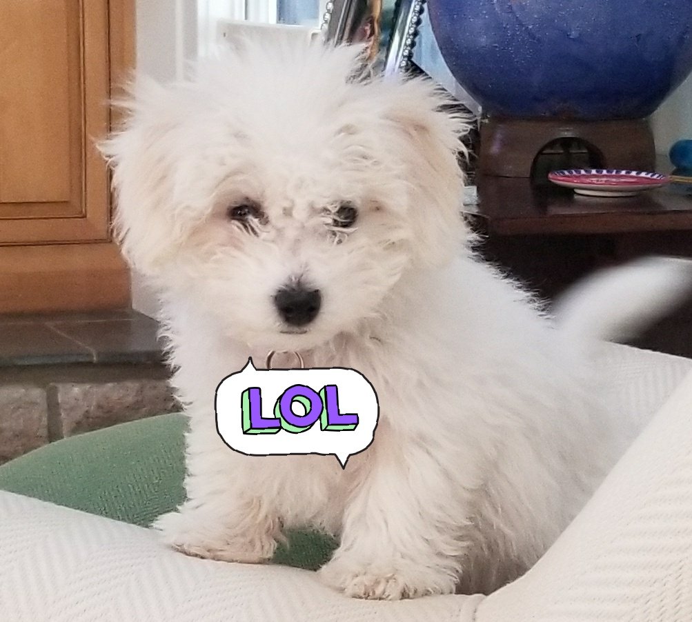 I don't have a SoundCloud or anything so here's just some pics of Rosie.