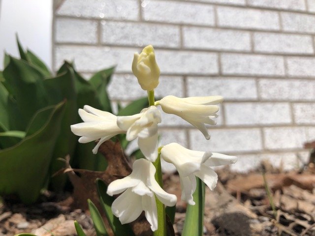 The flowers are in bloom at Marchmont PS.