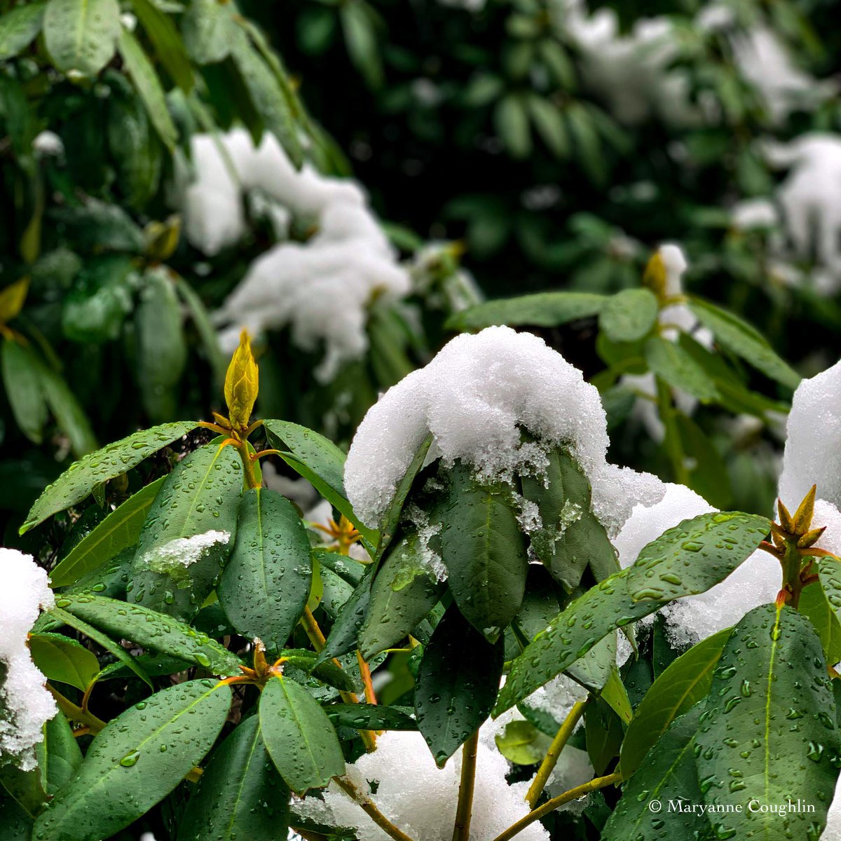 Spring snow this morning

#momentsofbeauty #beautiful 
#massachusetts #newengland 
#macro #macrophotography 
#garden #inthegarden 
#hey_ihadtosnapthat 
#naturebrilliance  #thephotohour #macrohour #stormhour @LensAreLive  @PicPoet