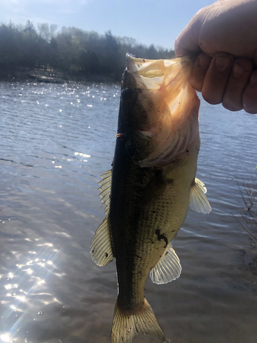 GarrettGeringer's tweet photo. Fishies are pretty active today. #nicebass. #KansasSpring https://t.co/9i0oAfkbGi