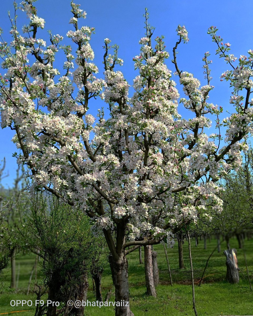Apple blossoms in bloom! It’s spring time in the orchard!
#apple #orchard #appleblossom #applegrowing #fruitgrowing #grafting #starktreesbearfruit #bluesky #Sopore #naturelover #view #Baramulla #home @rifatabdullahh
@MayorofS