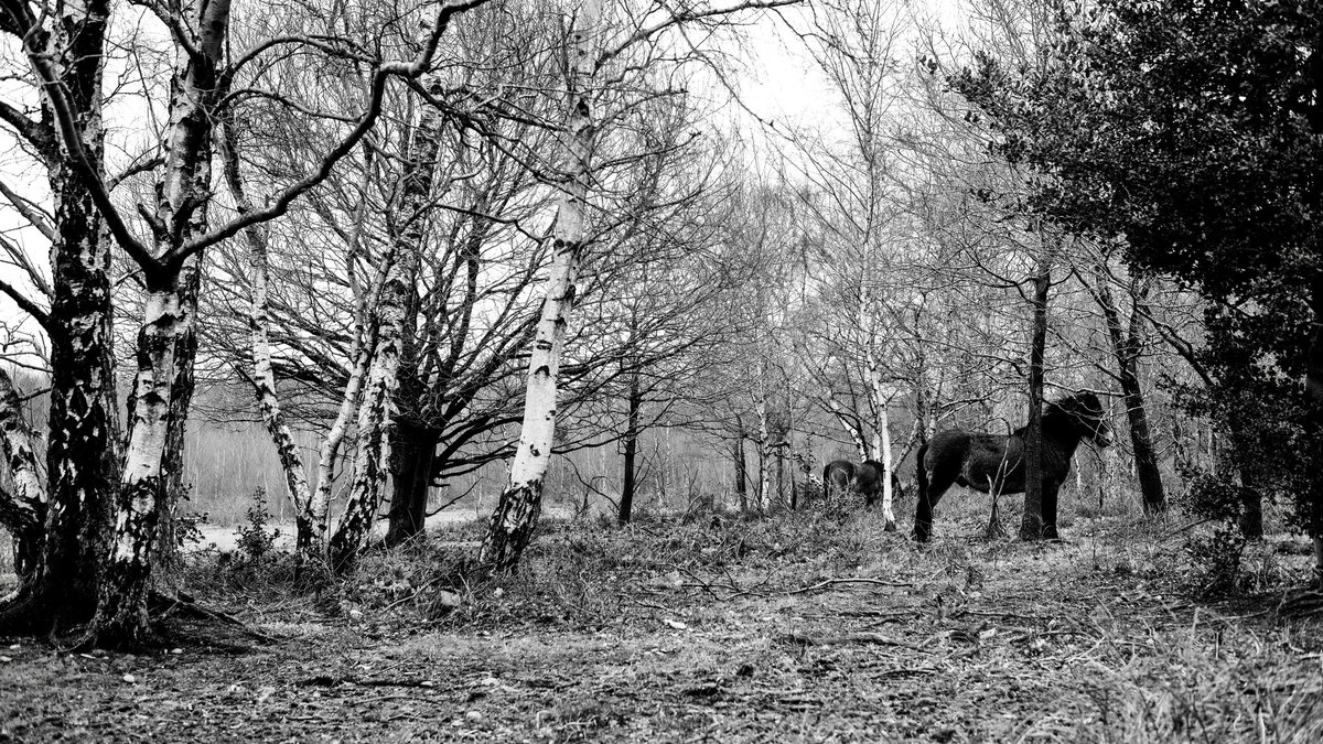 Wild horses in #suttonpark pre #lockdown 
#monochromephotography #fujibnw #fujiacros #redfilter #wildhorses