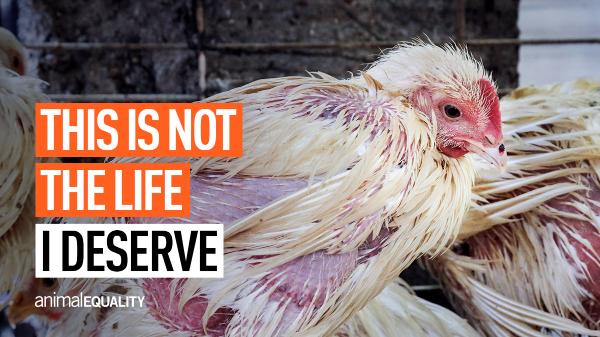 Animal Equality UK tweet media