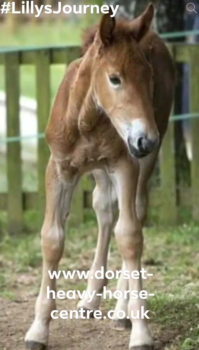 TodaysWi's tweet photo. Lilly is one of the last 400 Suffolk Punches left, rarer than the Giant Panda!

Born on Dorset Heavy Horse Farm Park.

Isn’t she beautiful? 

#SuffolkPunch #rarebreed 
#SuffolkPunchTrust #HorseandCarriage #WomensInstitute #MyWI  #TodaysWI #WomensInstituteUK #DorsetHHFarmPrk https://t.co/dGGgT0JbXt