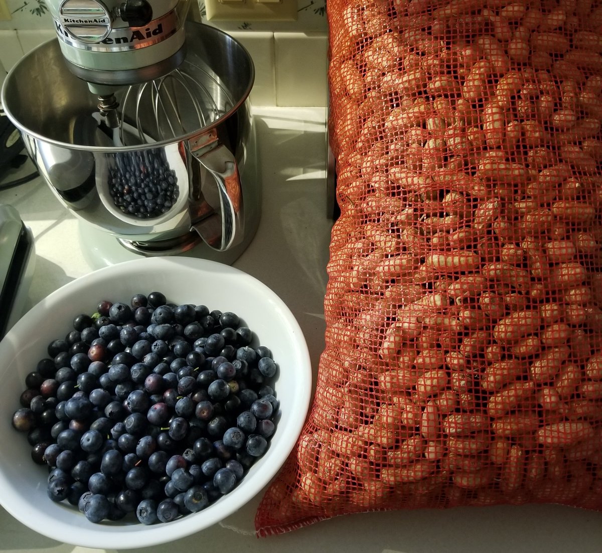 LeezNutsFL's tweet photo. Blueberry picking with Mrs. Nuts, then picked up a half-bushel of green peanuts! https://t.co/fLwydeEyeL