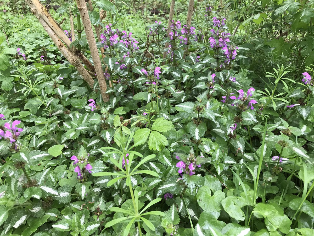 hartelparkSpijk's tweet photo. #Hartelpark #spijkenisse #Nissewaard #Natuur #groenebuffer https://t.co/nKeUlMmXJm
