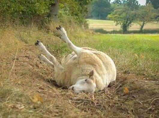 If you should come across a sheep lying on it’s back with its legs up it is cast. Please roll them back over and don't let them stand up for a minute or two. If left like this they can die as they cannot get up. Important this time of year as most will be carrying lambs!