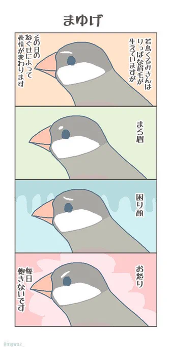 大人の羽になった頃からずっとくるみさんには眉毛があるのですが、無事まゆげは今年の換羽も乗り切りました。くるみさんまゆげコレクション 