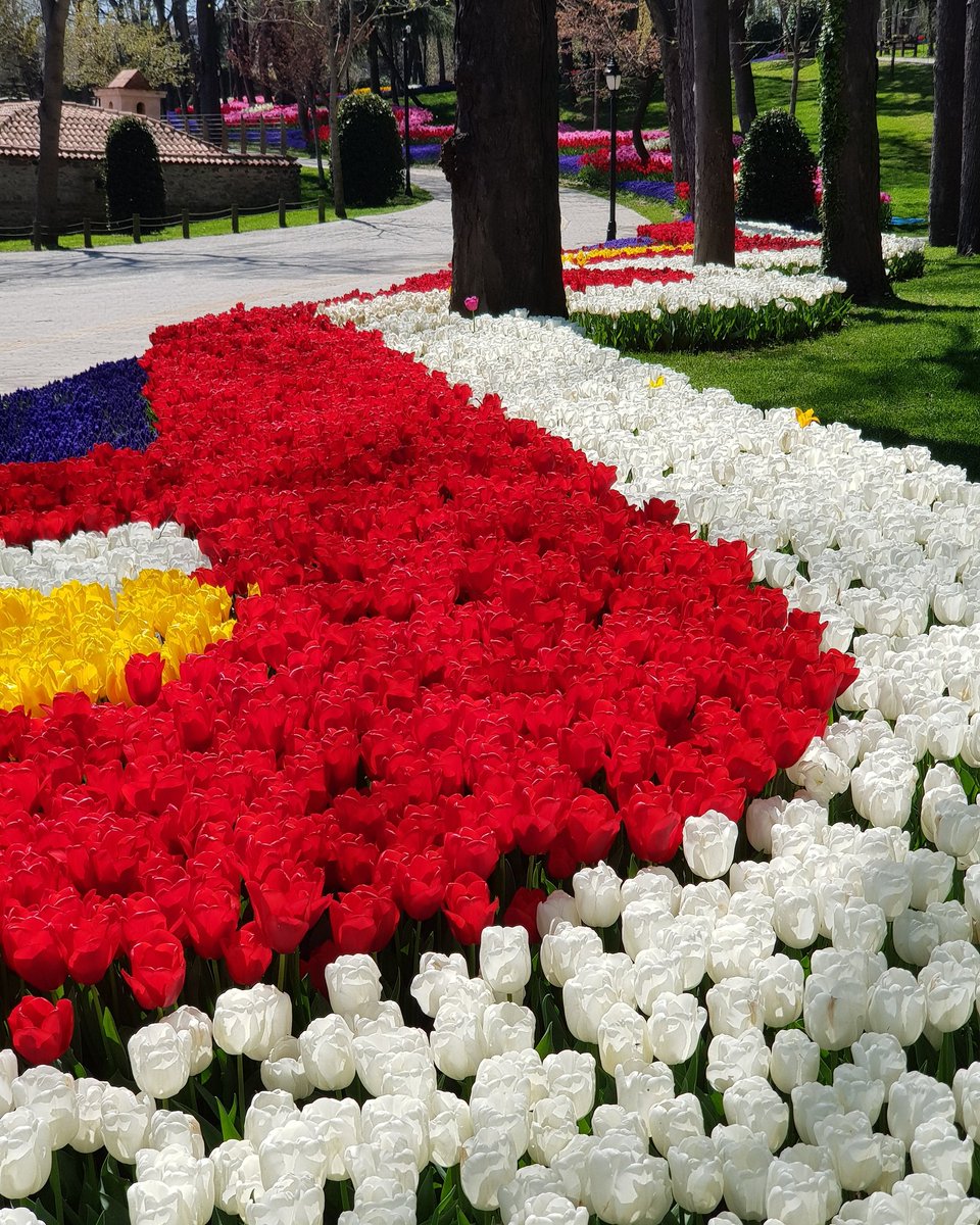 Nisan 2020
#tulips #tulip #lale #emirgan #istanbul