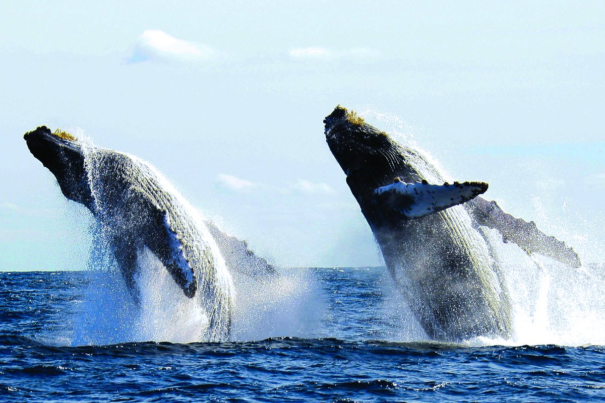 PuertoVallarta's tweet photo. We hope all is “whale” for you and your loved ones.  ❤️ #PuertoVallarta https://t.co/kcKHsAEH4H