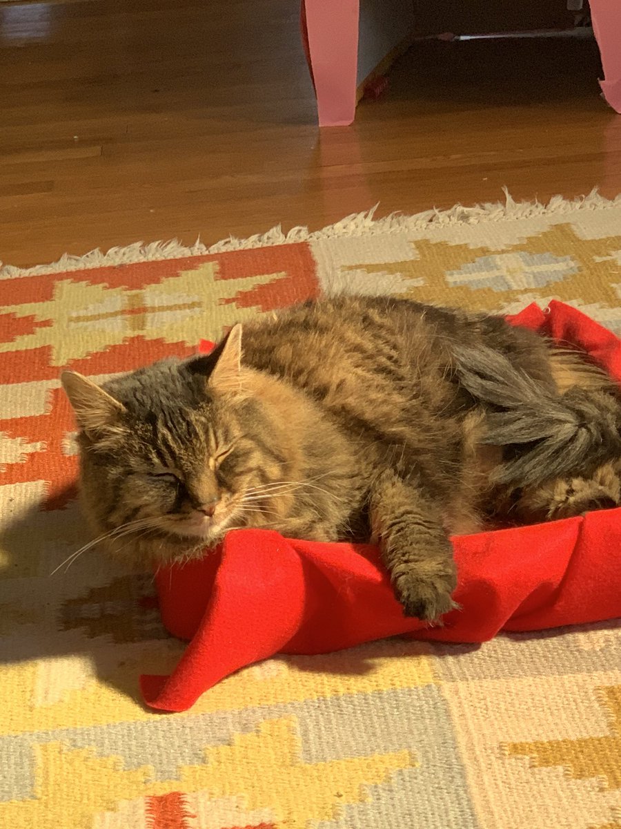 MalachiAMPBC's tweet photo. After getting mah treats, ah need uh little nap. #deems #twittercats #Caturday #CatsOfTwitter https://t.co/T6FOOOQEPP