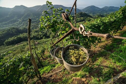 But while we are all in lockdown mode, when you think of having a drink, remember that the  #Champagne &  #Prosecco World Heritage landscapes are also struggling with production dificulties due to changing climatic conditions.