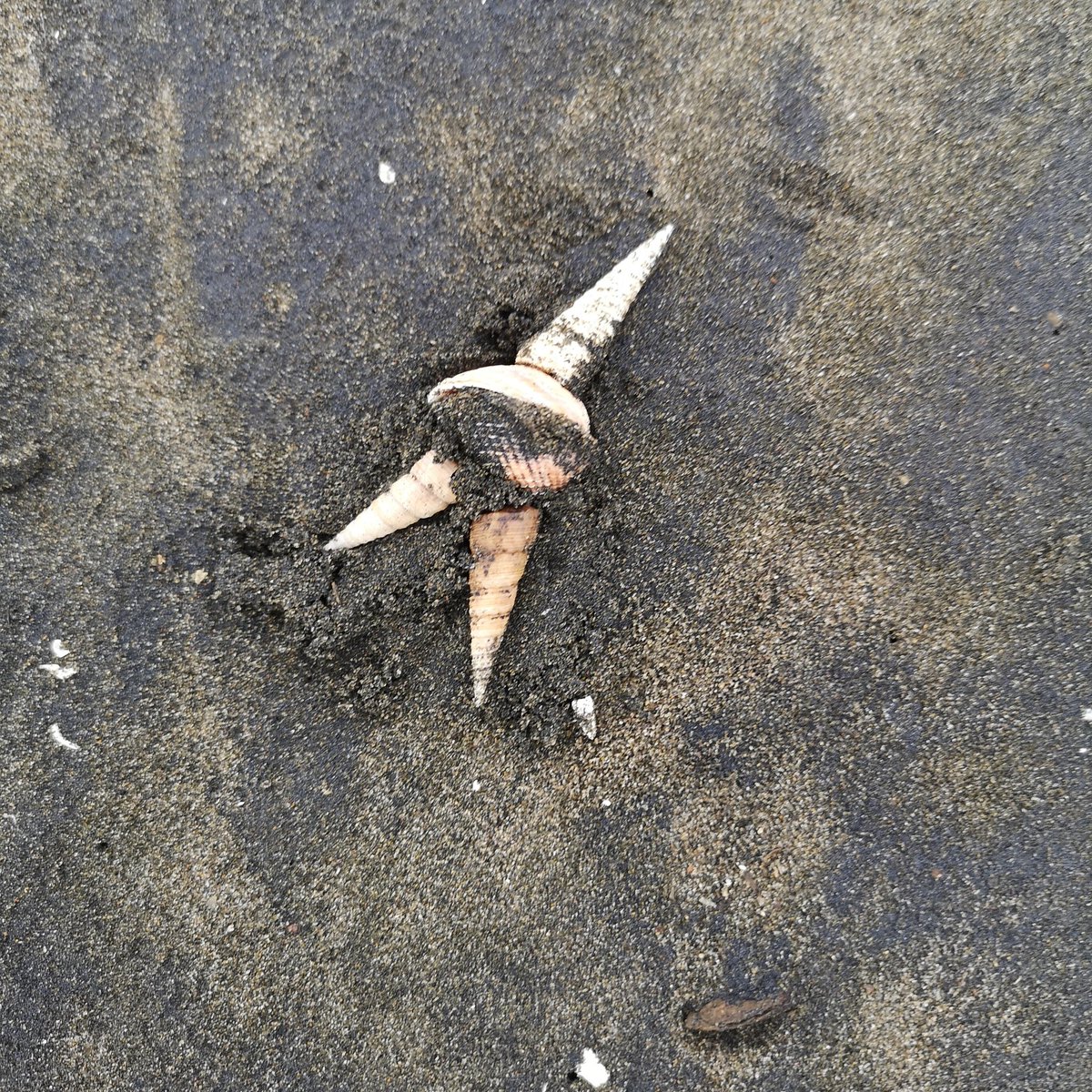 water_flaming's tweet photo. @noelfielding11 Late submission - a shell unicorn I made at the beach last time 😂🦄🐚 https://t.co/pIVOCNJb3l