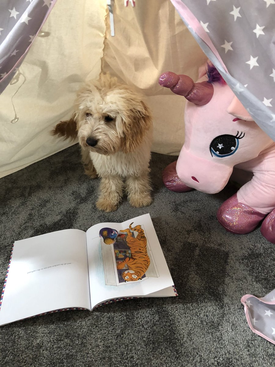 StennettHeidi's tweet photo. Well, @AnneSpencer1 I have tried to rise to the @oawlrc challenge and get our little Cookie to read but it wasn’t very successful... I don’t think she liked The Tiger that came to tea 🤷‍♀️ She’s only a baby though so we are going to keep trying 🙈❤️🌈 https://t.co/GJvd1GzPp6