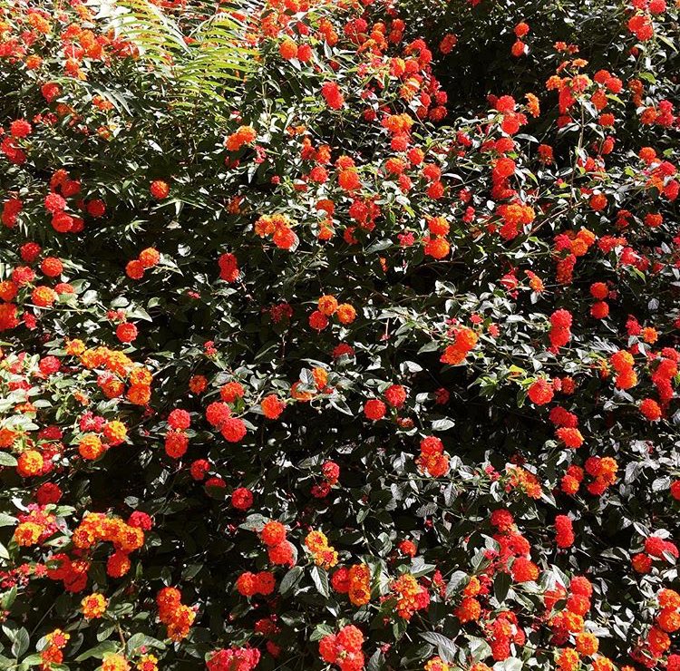 zerzura_sp's tweet photo. #lantana #LantanaCamara #camará #banderaespañola #ou_i_tomaca #confite #frutillo #supirrosa #cariaquito #flores #flowers #fiori #instafiori #instaflores #instaflowers #gardens #giardini #jardines https://t.co/n1Sc3TUJBC
