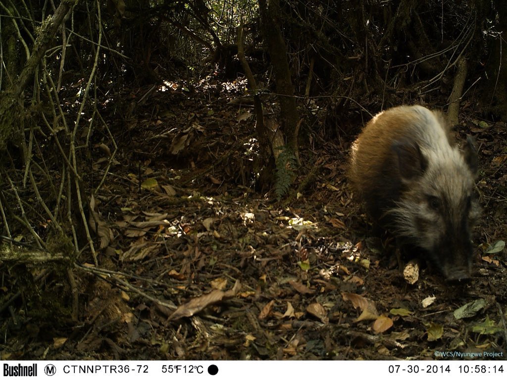 kambogo1's tweet photo. @Singita_ These are the results from camera trapping from @NyungwePark  by @TheWCS and @RDBrwanda https://t.co/ngvvl2Zk4H